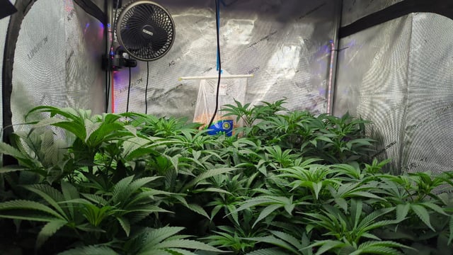 1st Photo Run — vegetative, day 14