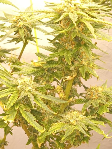 closet grow for veg with a.c infinity air intake fan .With no carbon filter just suction,and spider farmer sf 7000.Then a spider farmer sf tent 4×4×6.5with a G1500 l.e.d from spiderfarmer and spider farmer 6inch clip oscalating fan. — flower, day 63