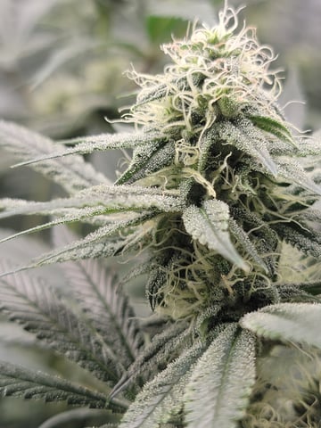 my first grow — flower, day 73