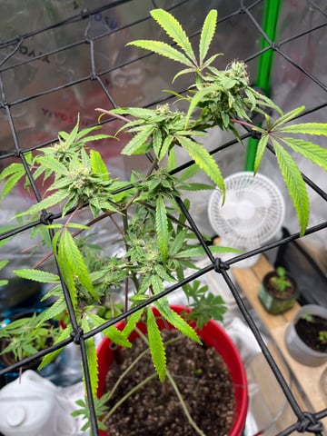 My Devine Conscious  — flower, day 151