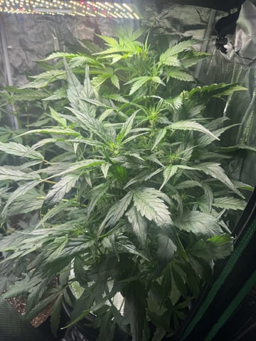 Round 1 — flower, day 50