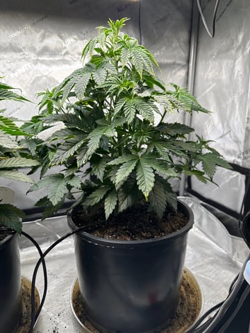 White Russian — vegetative, day 33