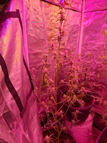 Queen B  — flower, day 63