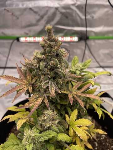 Phx_Freedom — flower, day 36
