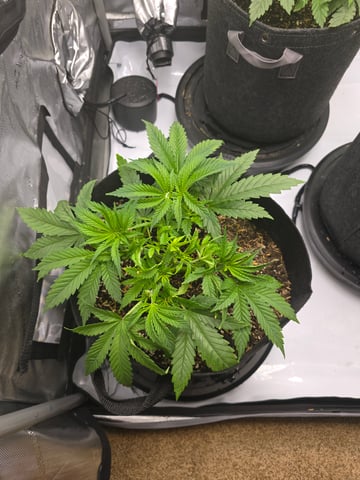 Purple Haze  — vegetative, day 21