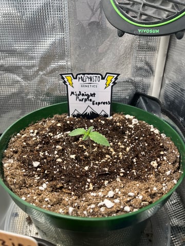 Mephistos Auto  — auto, day 9