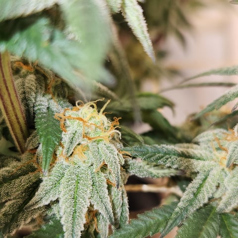 true genetics  — flower, day 32