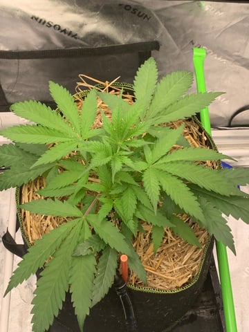Six  — vegetative, day 34