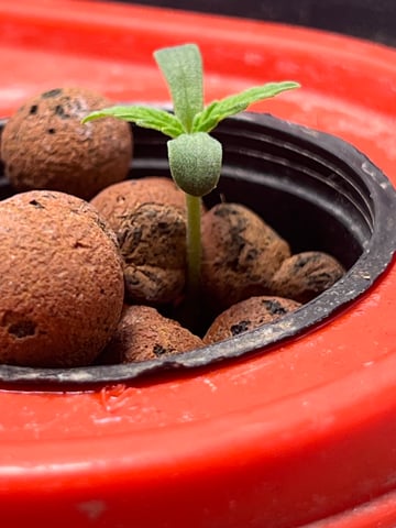 The First One — seedling_rooting, day 6