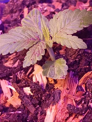 My First Grow — none, day 1