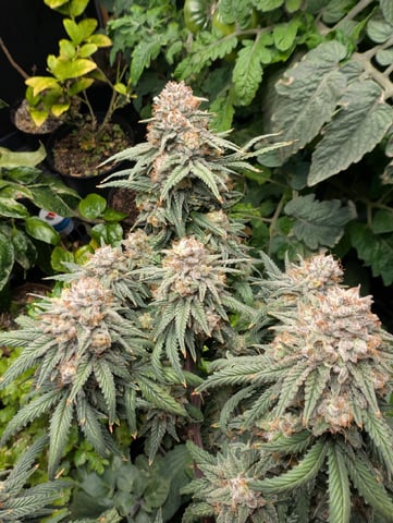 Black African Magic — flower, day 191