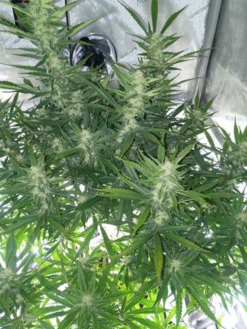 gorilla cookies  — flower, day 37