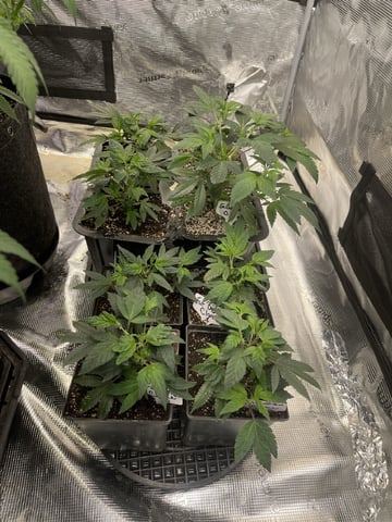 Clones Fat Bastard Clones  — vegetative, day 40