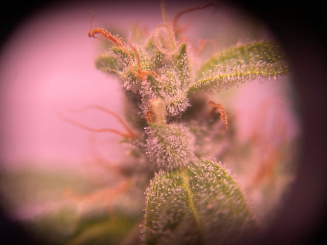 pineapple Express  — flower, day 27