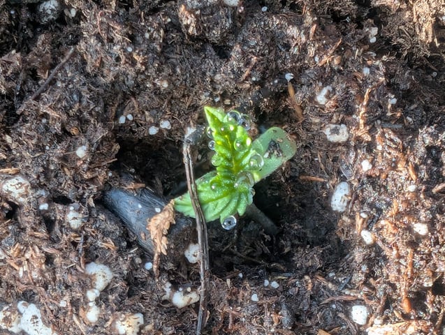 first whirl — seedling_rooting, day 1