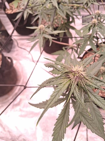 TEAM FULL AUTOS — flower, day 44