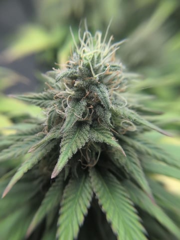 Girl Scout Cookies — flower, day 140