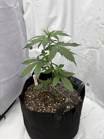 My First Grow — vegetative, day 32