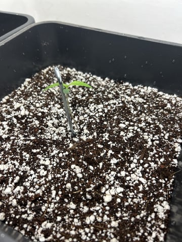 Northern Lights Auto x 4 — vegetative, day 5