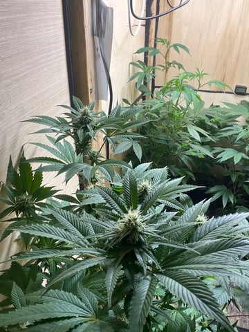 AK Clone — flower, day 94