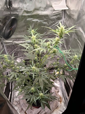 black gorilla feminized  — flower, day 26