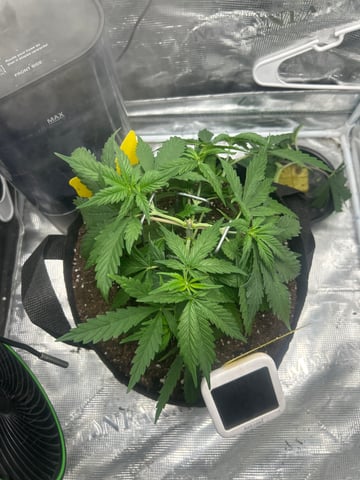 2nd Run — vegetative, day 40