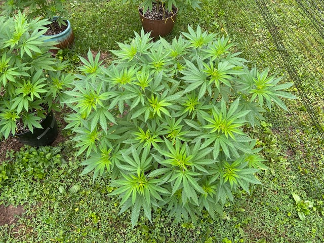 2026 Outdoor — vegetative, day 71