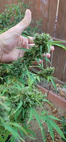 Poison Rainbows — flower, day 161