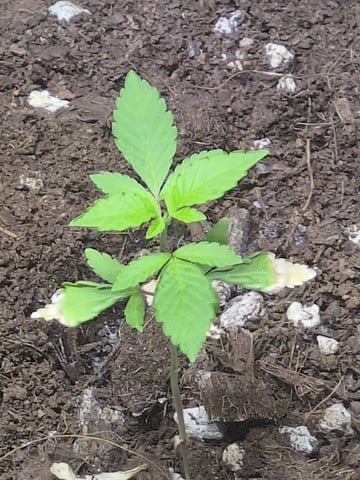 Audrey III — vegetative, day 33