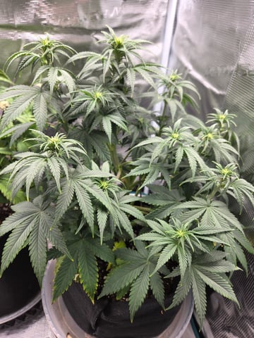second grow — flower, day 39