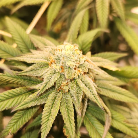 true genetics  — flower, day 32