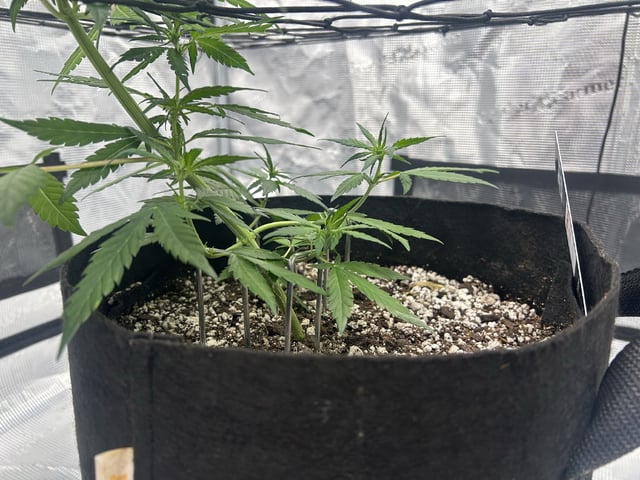 Frostbanger F4
