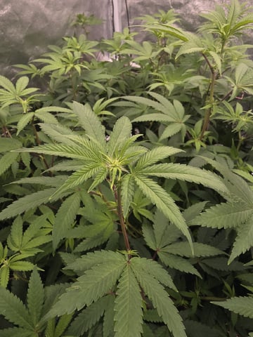 Oceanz 16 — flower, day 119