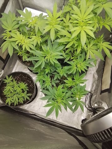 grow 1 — flower, day 64