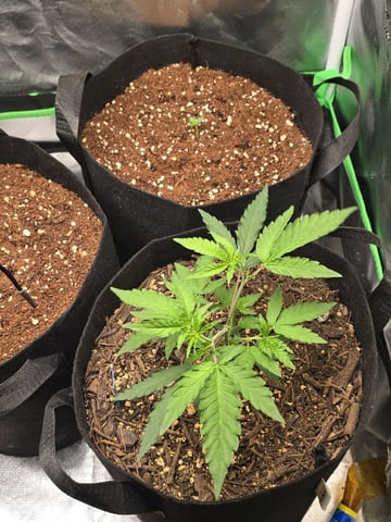 new start — vegetative, day 46