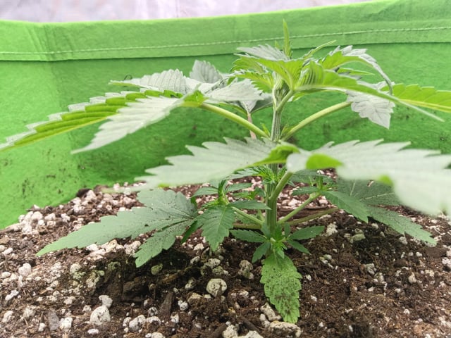 FastBuds Photo-Lemon Mandarin  — vegetative, day 23