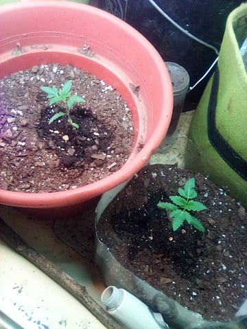 Back At It — grow_setup, day 1