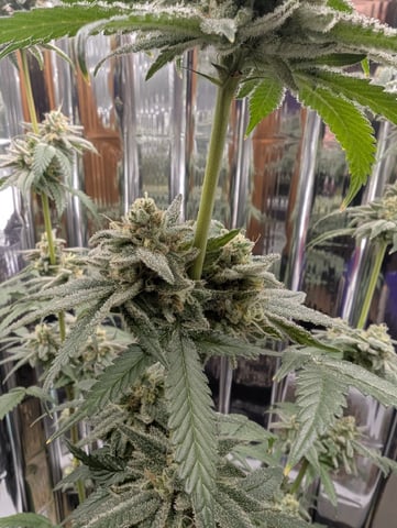 B E A utiful  — flower, day 128