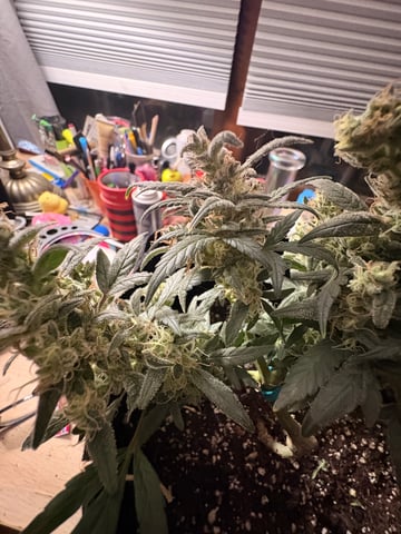 Northern Lights & Quick One  — harvest, day 56