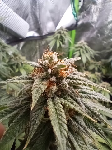 All Aboard!!! — flower, day 125