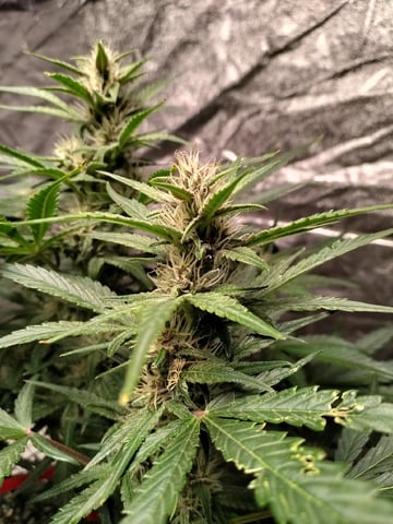 Banana Purple Punch Auto — flower, day 0
