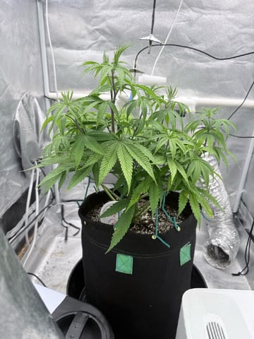 Blue Dream Grow — vegetative, day 27