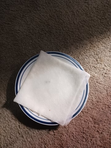 4th grow  — germination, day 2