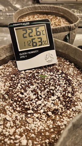 Autos For The Rest Of Winter 🔥🔥😉 — germination, day 8