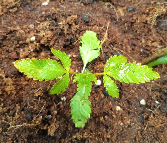 OG KUSH — vegetative, day 26