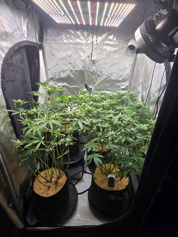 Purple Haze  — flower, day 78