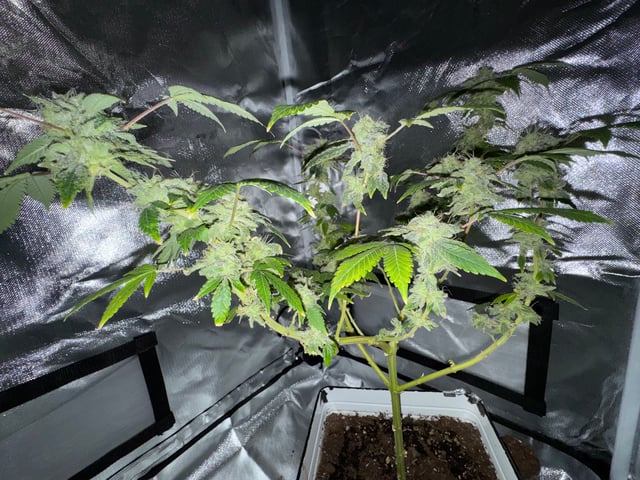 OG Kush — flower, day 137