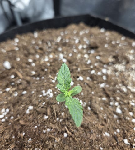 August Grow