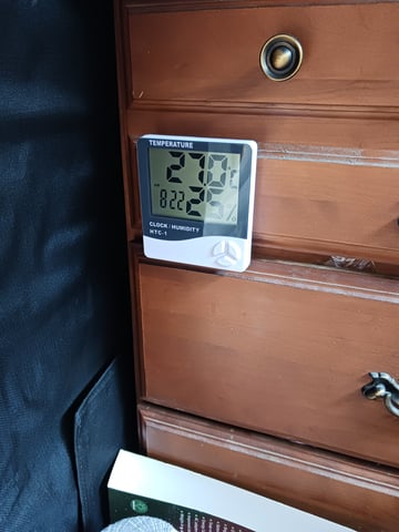 black gorilla feminized  — flower, day 18