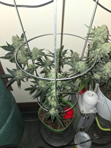 high octane x holy grail  — auto, day 27